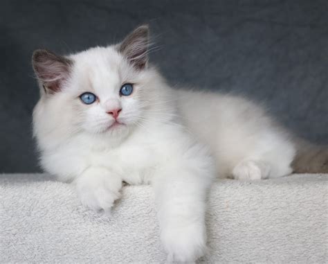 scandinavian ragdoll